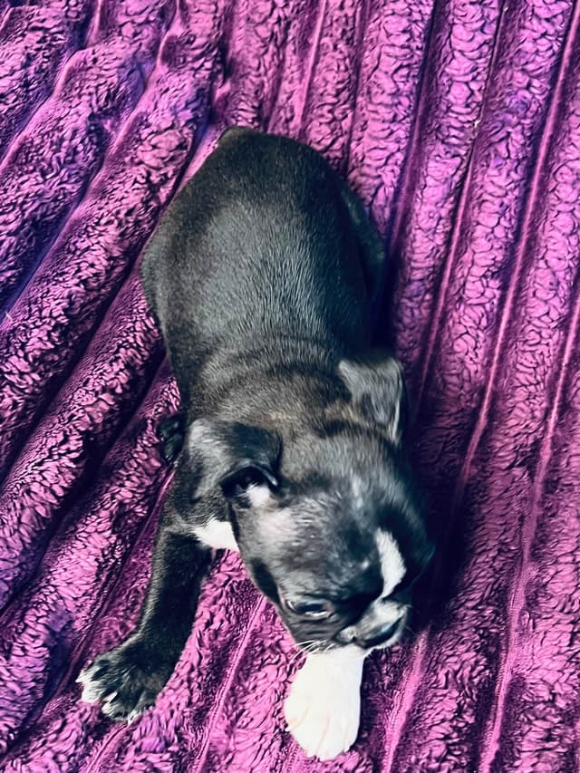 Boston Terrier Puppies media 7