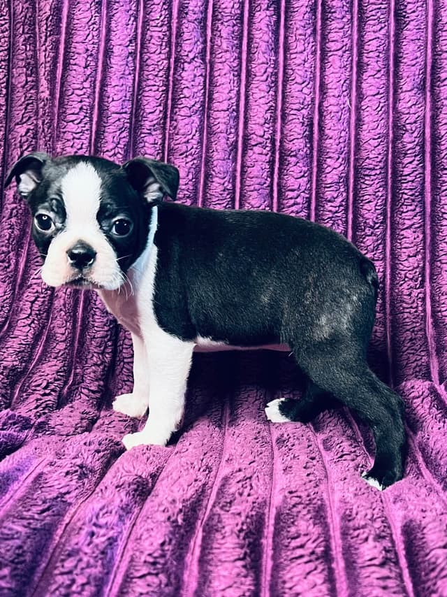 Boston Terrier Puppies media 8