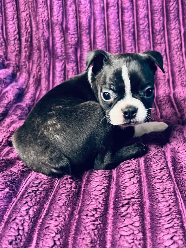Boston Terrier Puppies media 9