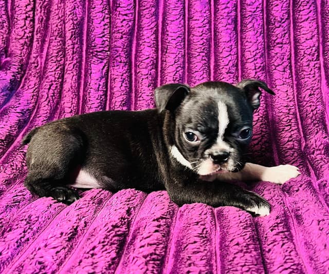 Boston Terrier Puppies media 10