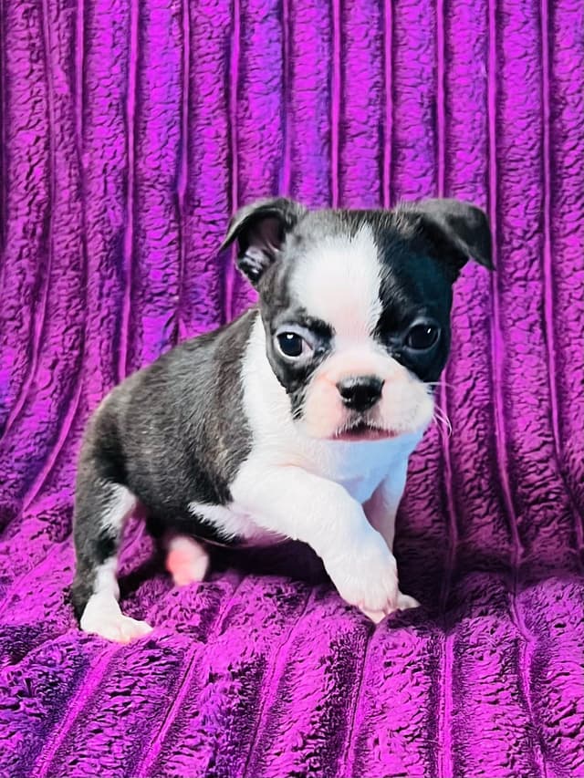 Boston Terrier Puppies media 11