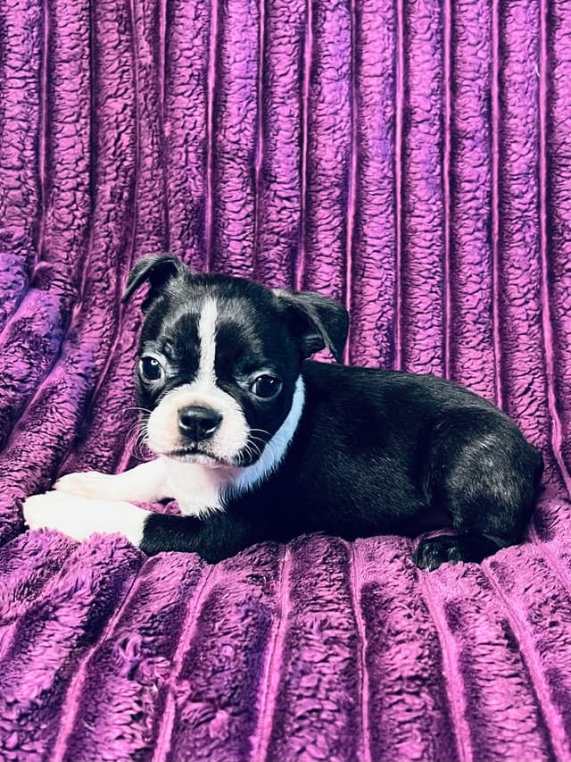 Boston Terrier Puppies media 12