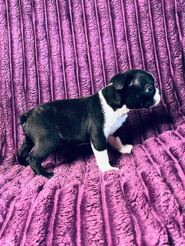Boston Terrier Puppies media 13