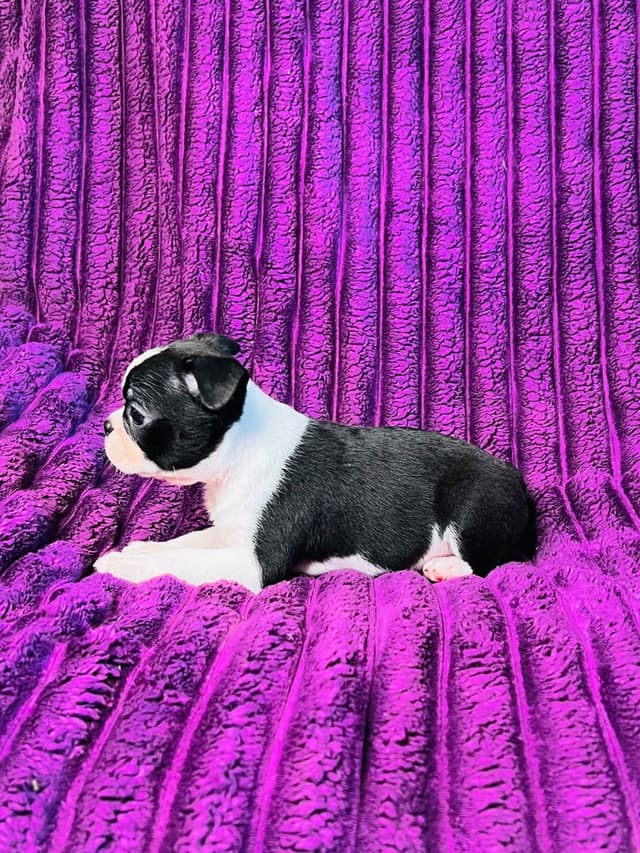 Boston Terrier Puppies media 16