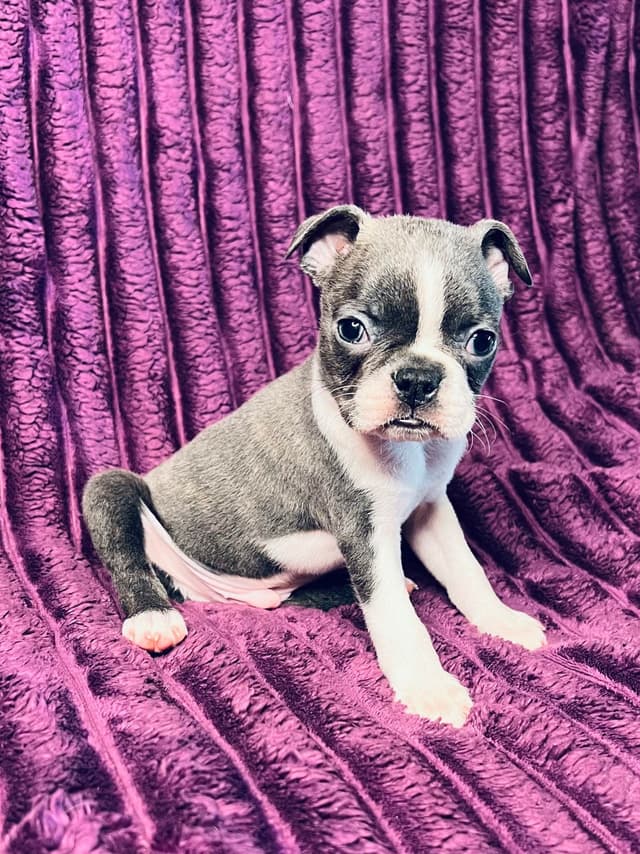Boston Terrier Puppies media 14