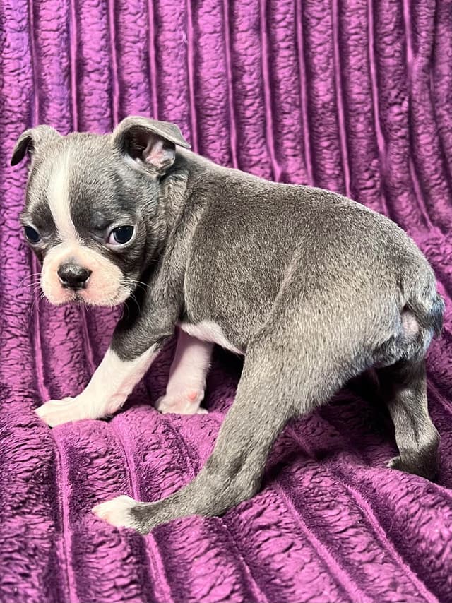 Boston Terrier Puppies media 15