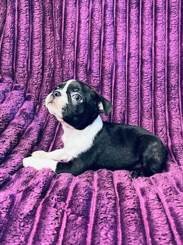 Boston Terrier Puppies media 18