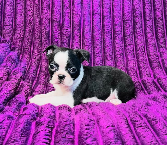 Boston Terrier Puppies media 19