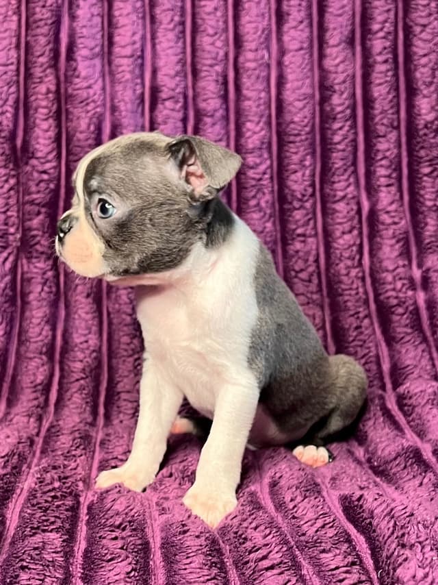 Boston Terrier Puppies media 20