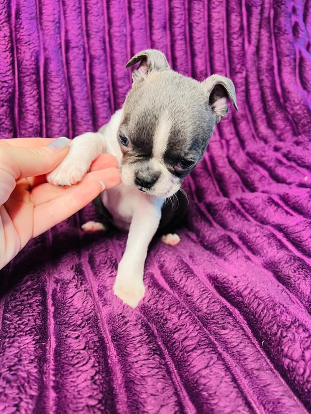 Boston Terrier Puppies media 21