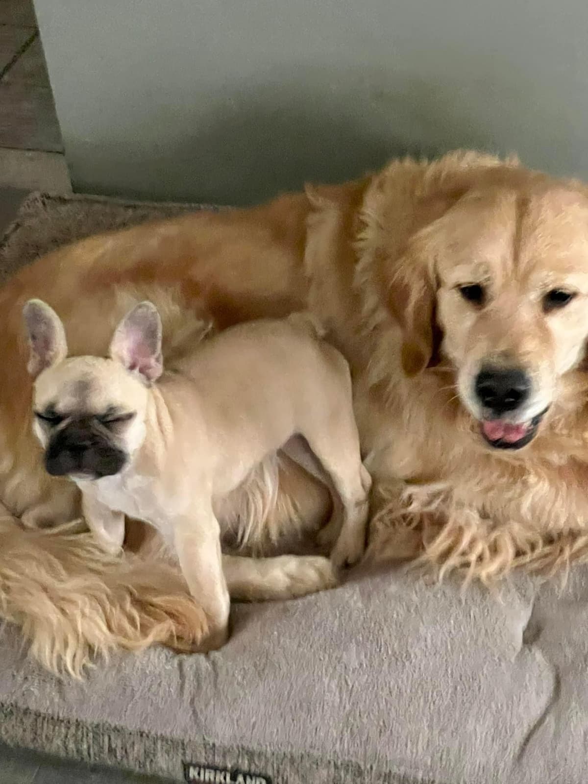Golden Retriever Puppies breeder image 1