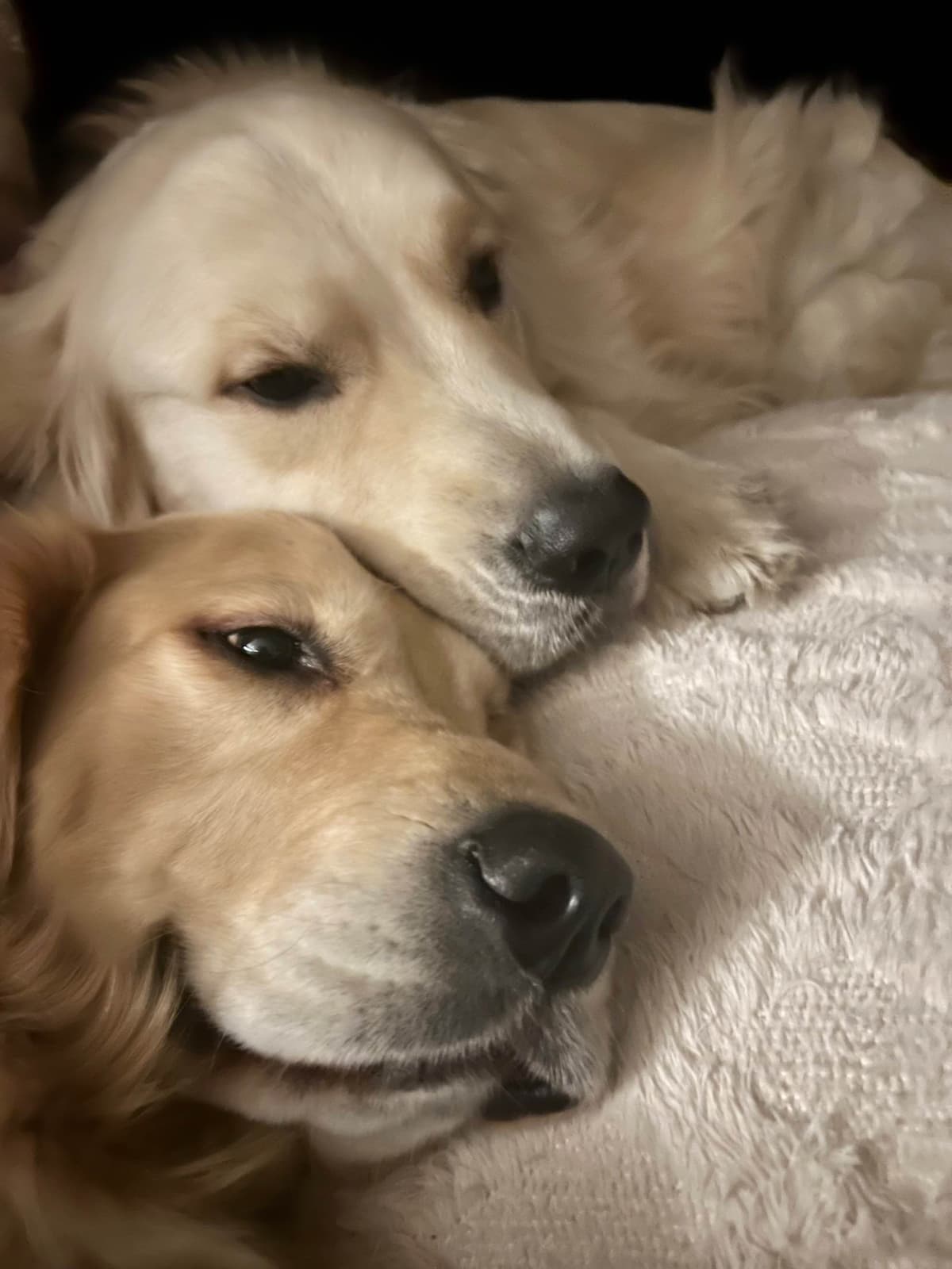 Golden Retriever Puppies breeder image 3