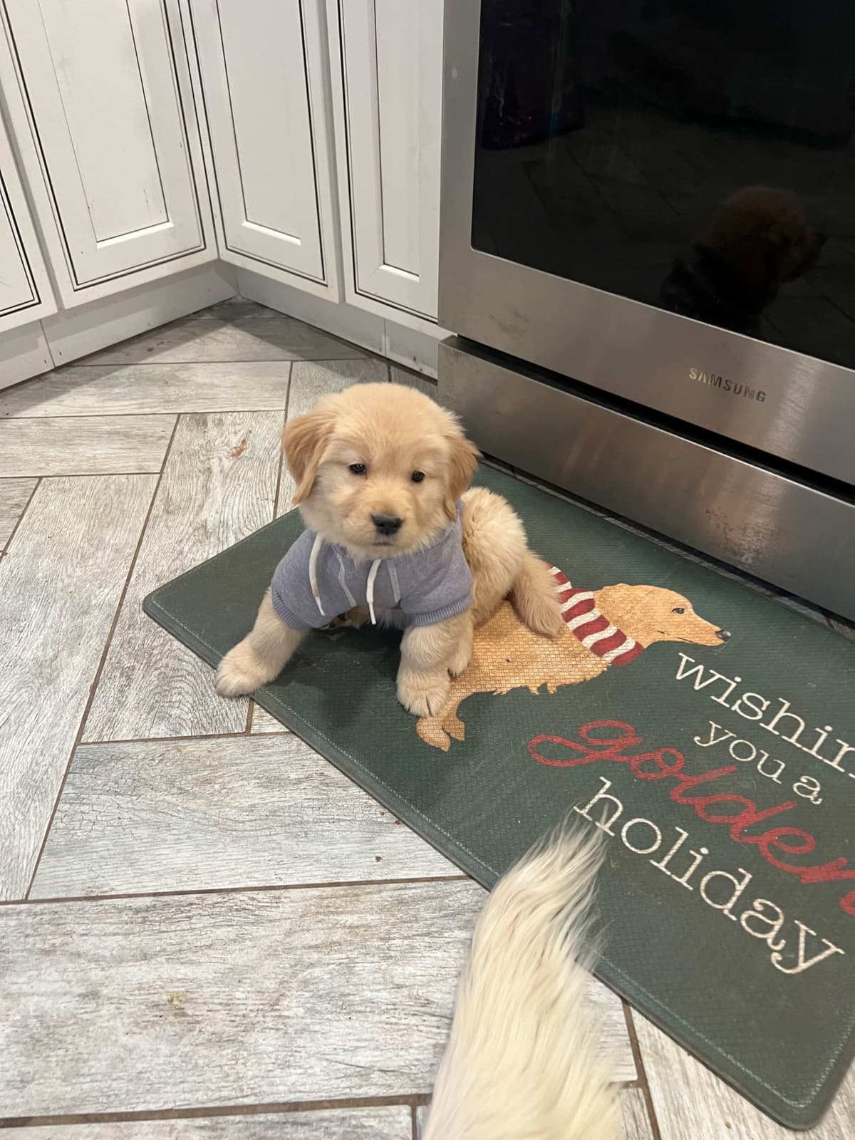 Golden Retriever Puppies breeder image 5