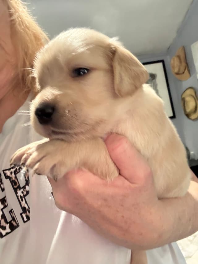 Golden Retriever Puppies media 4