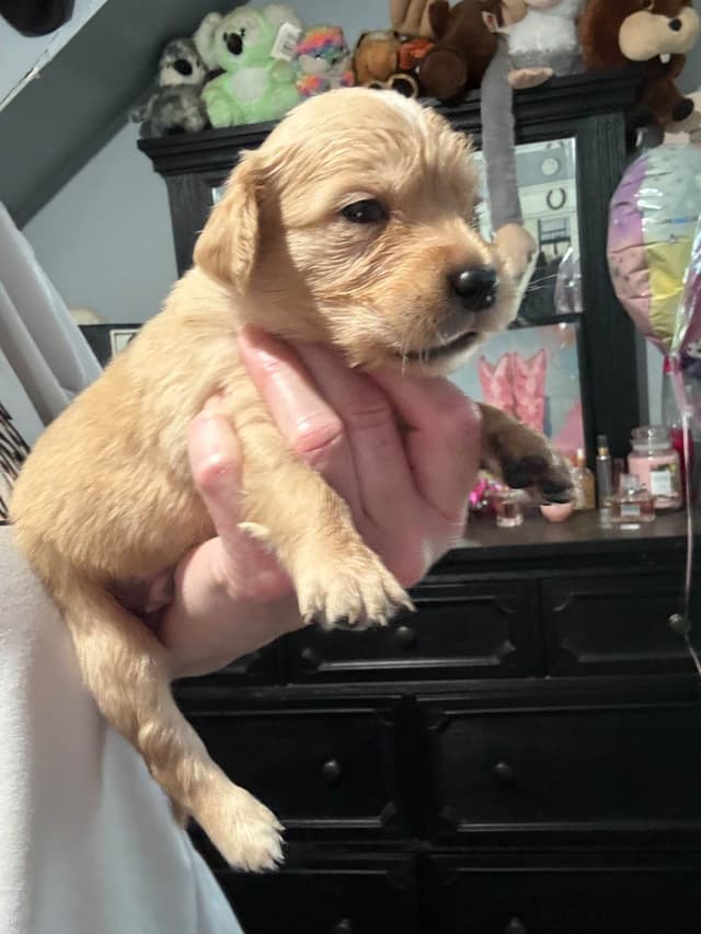 Golden Retriever Puppies media 5