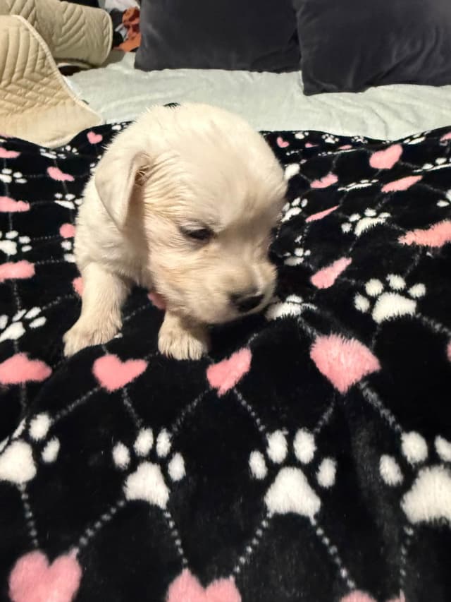 Golden Retriever Puppies media 7