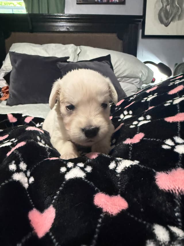 Golden Retriever Puppies media 6