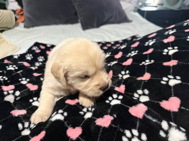 Golden Retriever Puppies media 8