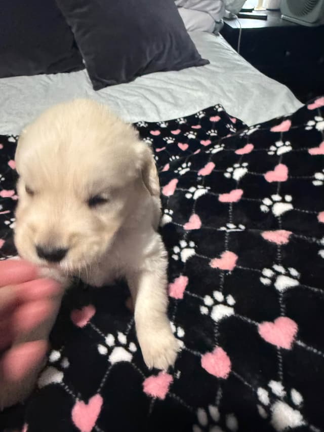 Golden Retriever Puppies media 9
