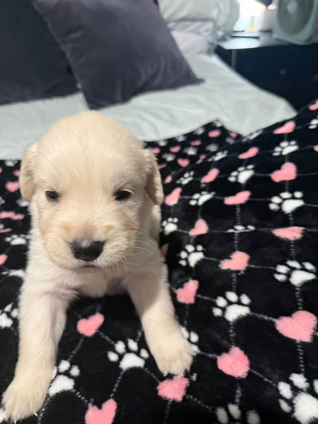 Golden Retriever Puppies media 13