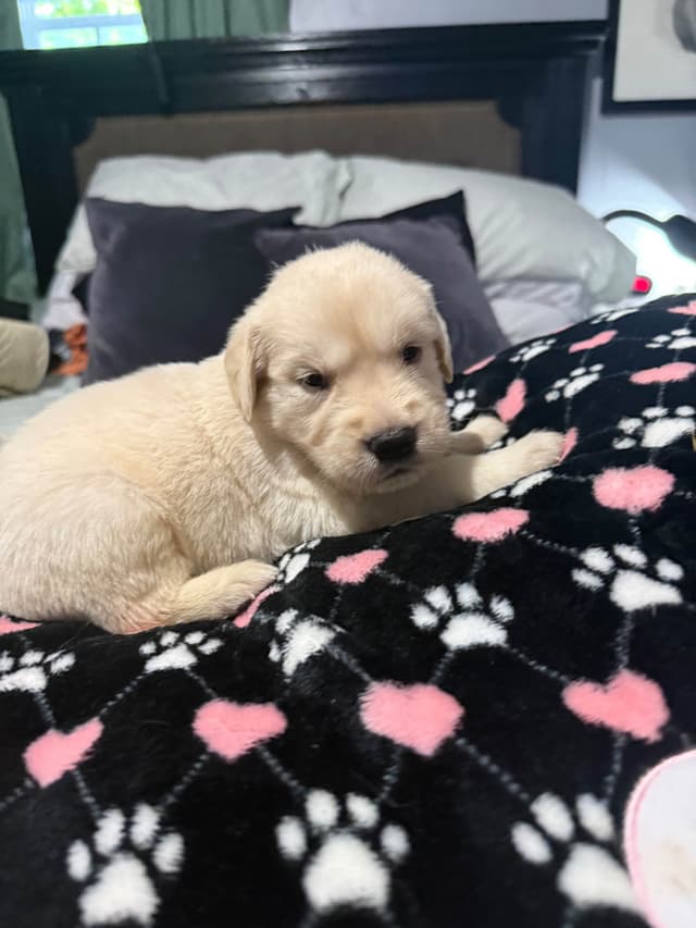 Golden Retriever Puppies media 10