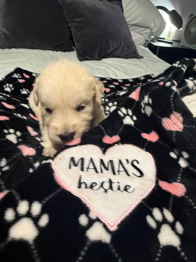 Golden Retriever Puppies media 11
