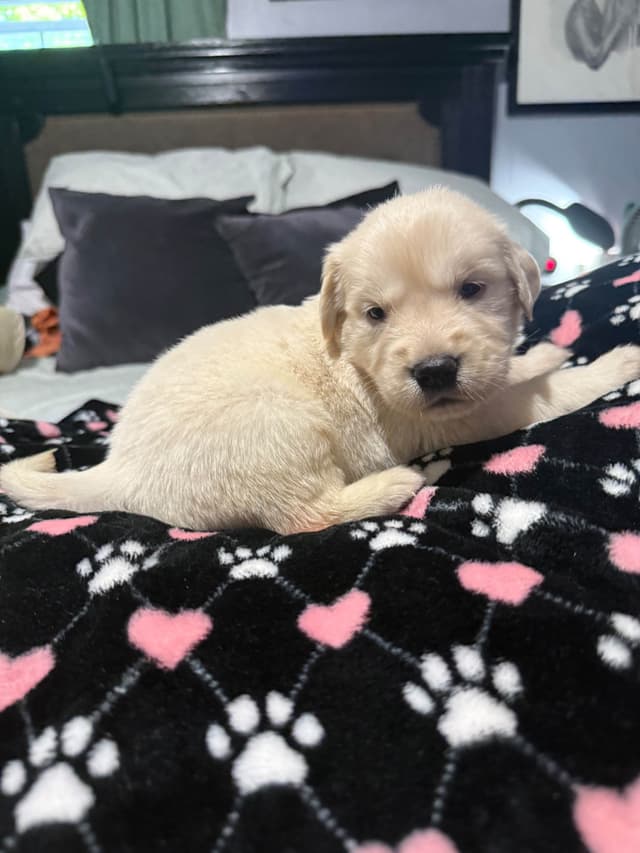 Golden Retriever Puppies media 12