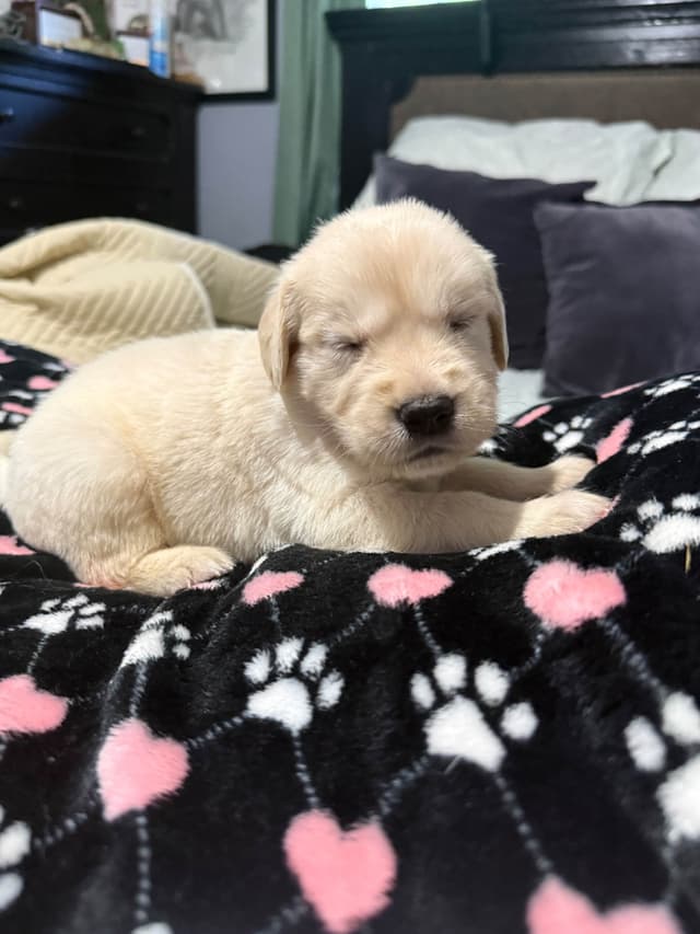 Golden Retriever Puppies media 15