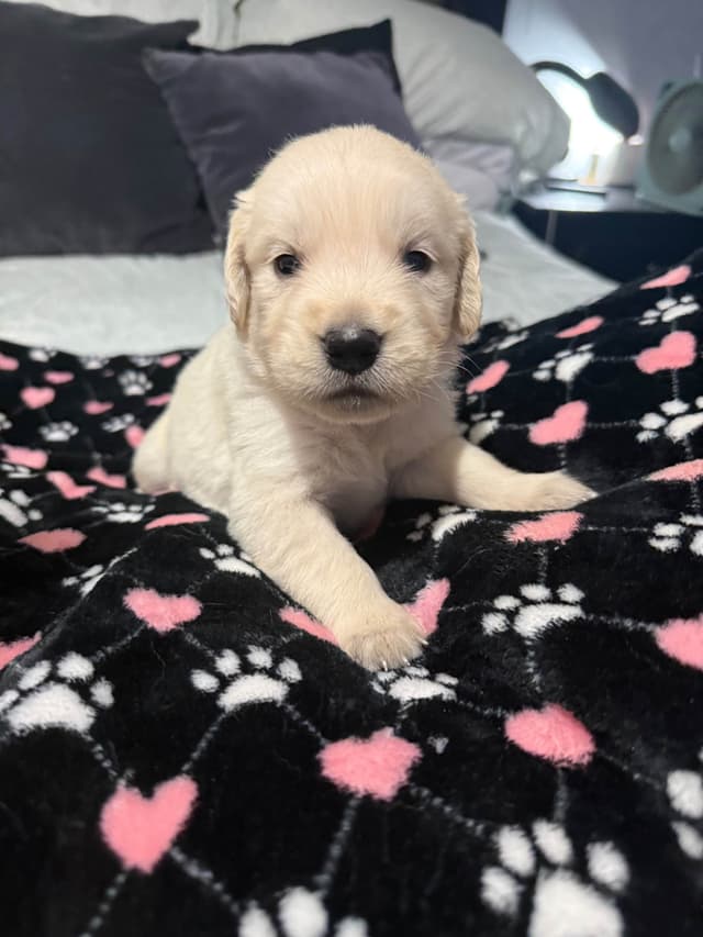 Golden Retriever Puppies media 14