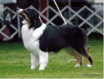 Poodle Puppies breeder image 3