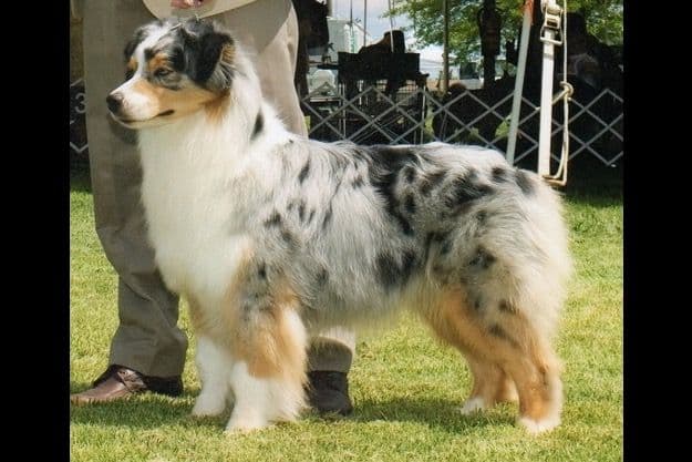 Poodle Puppies breeder image 6