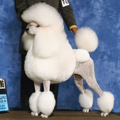 Poodle Puppies breeder image 7