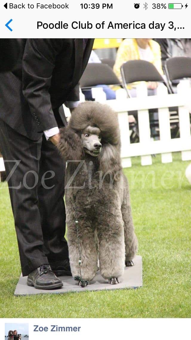 Poodle Puppies breeder image 8