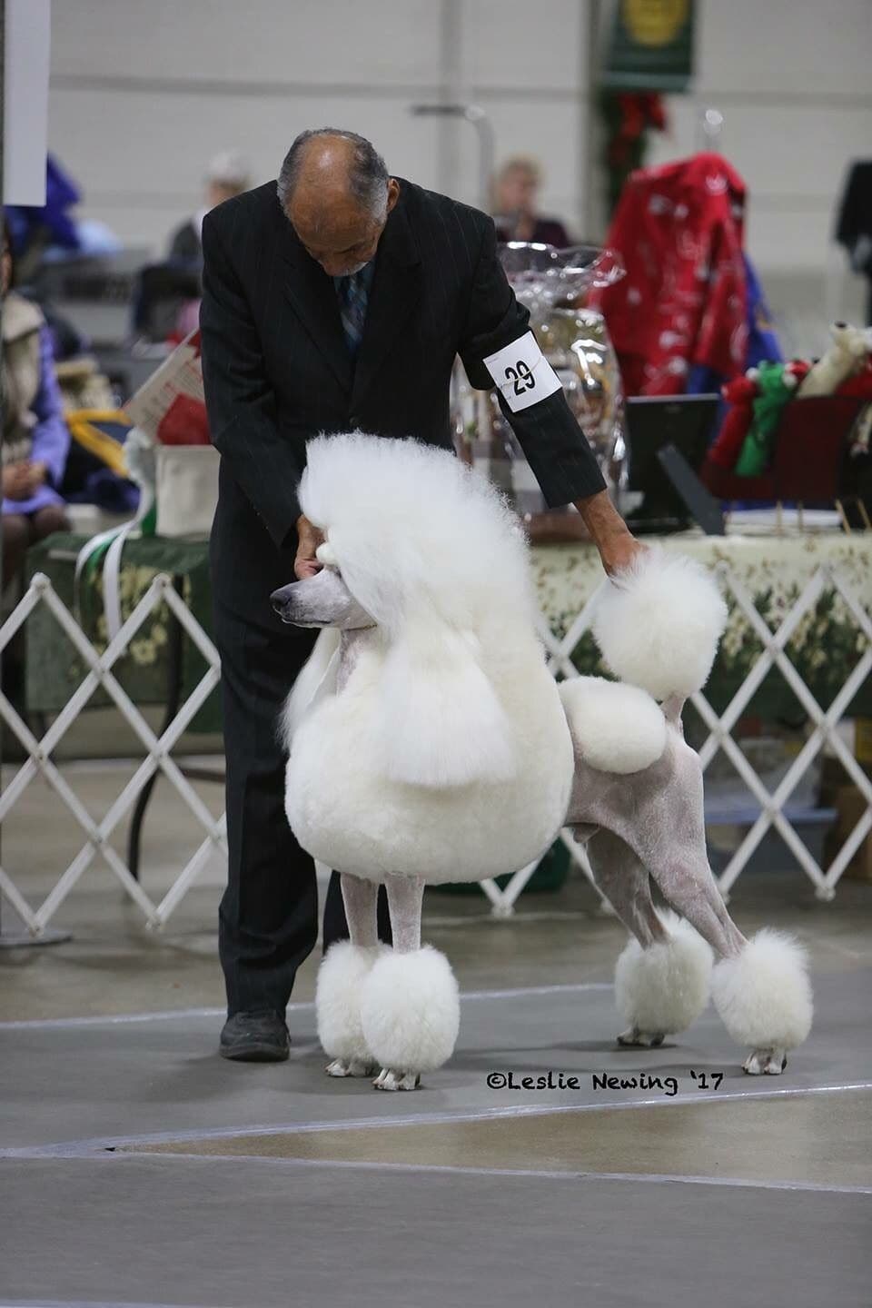 Poodle Puppies breeder image 10