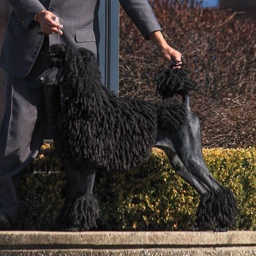 Poodle Puppies breeder image 9