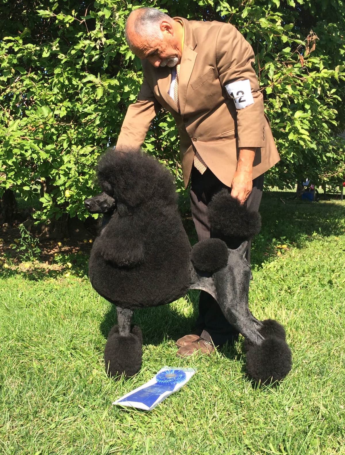 Poodle Puppies breeder image 11
