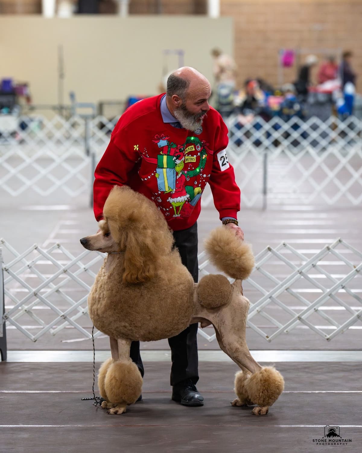Poodle Puppies breeder image 1