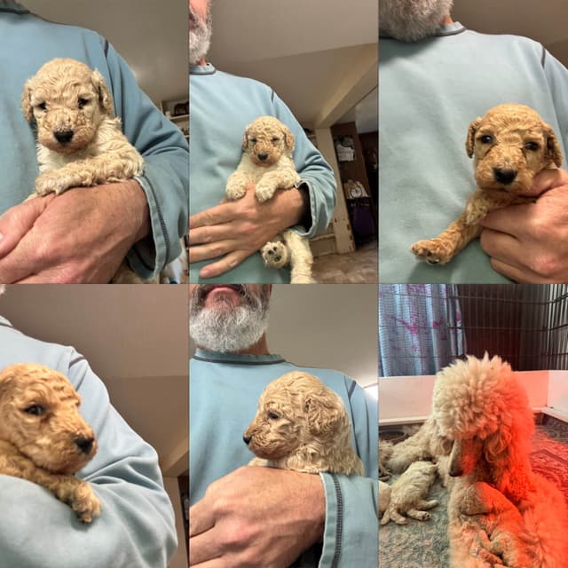 Poodle Puppies media 2
