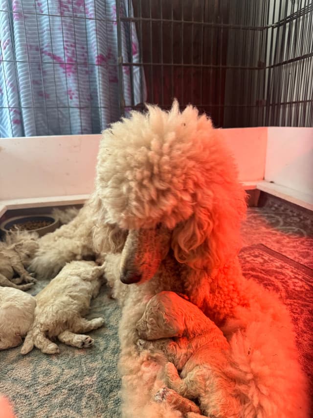 Poodle Puppies media 3