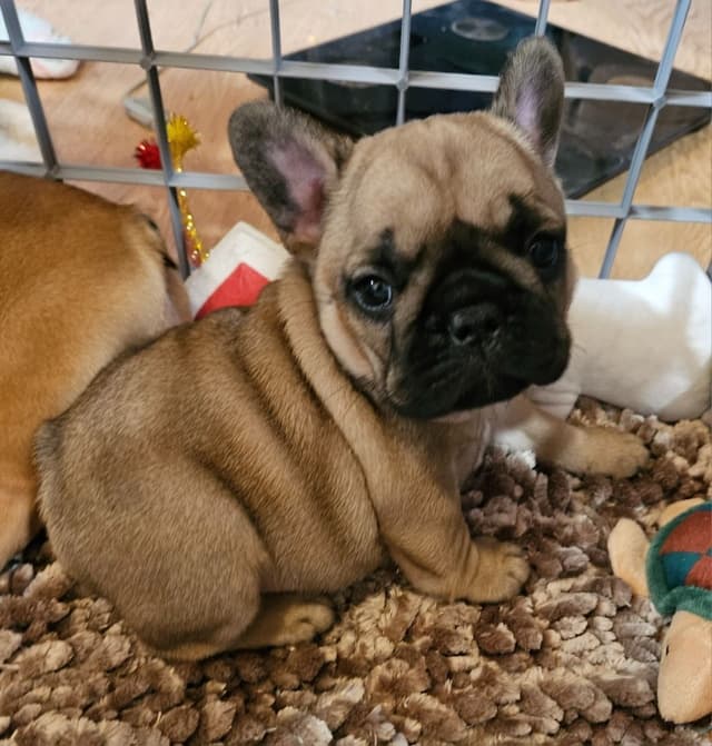 Meet Pinecone!  Small Sable Fawn Female (Pied sire & Red Fawn dam) media 17