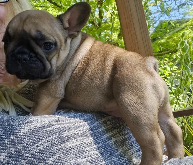Meet Pinecone!  Small Sable Fawn Female (Pied sire & Red Fawn dam) media 11