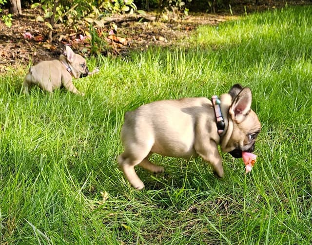 Meet Pinecone!  Small Sable Fawn Female (Pied sire & Red Fawn dam) media 16