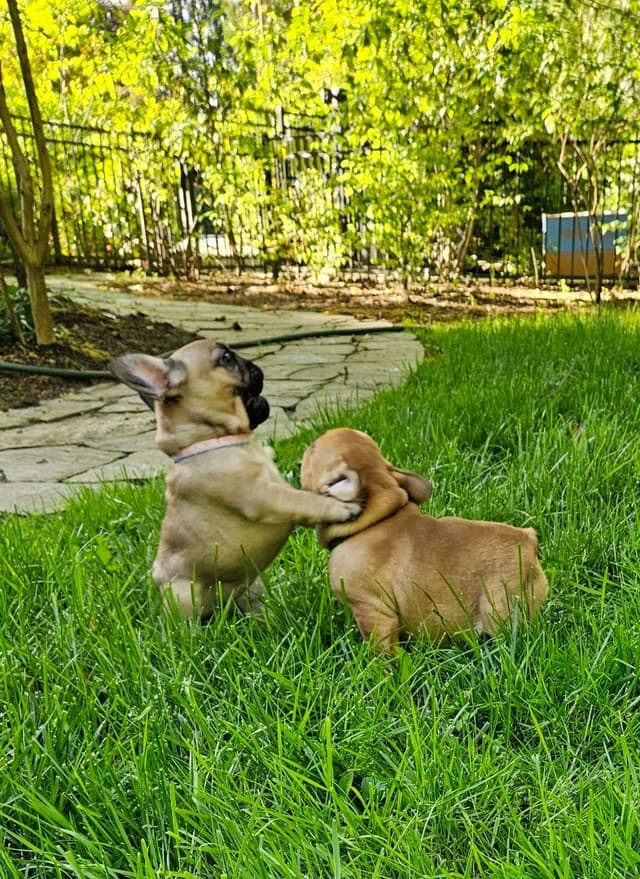 Meet Pinecone!  Small Sable Fawn Female (Pied sire & Red Fawn dam) media 7