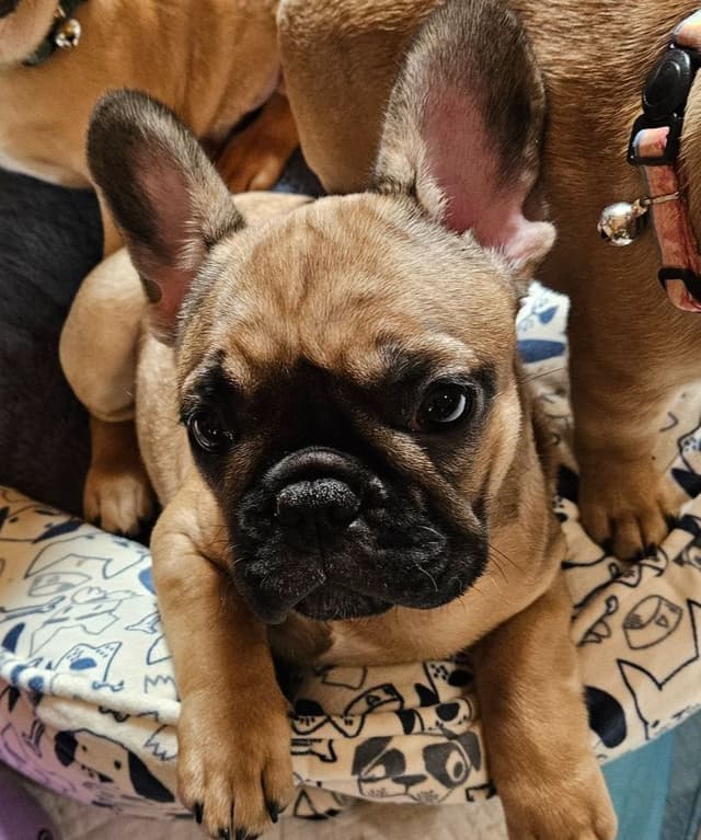 Meet Pinecone!  Small Sable Fawn Female (Pied sire & Red Fawn dam) media 5