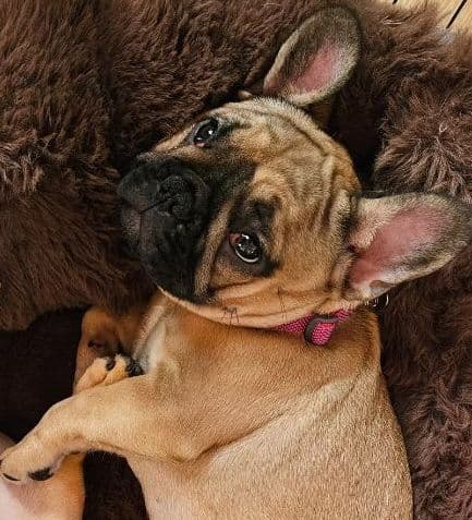 Meet Pinecone!  Small Sable Fawn Female (Pied sire & Red Fawn dam) media 26