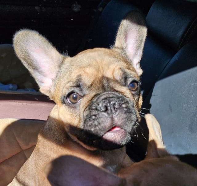 Meet Pinecone!  Small Sable Fawn Female (Pied sire & Red Fawn dam) media 4