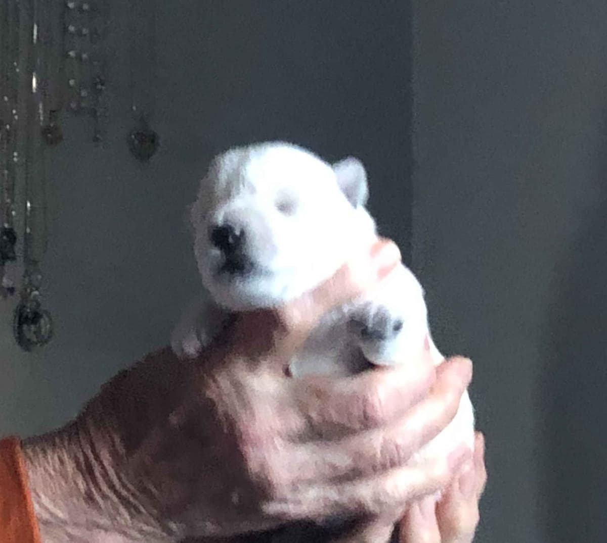 West Highland White Terrier Puppies breeder image 4