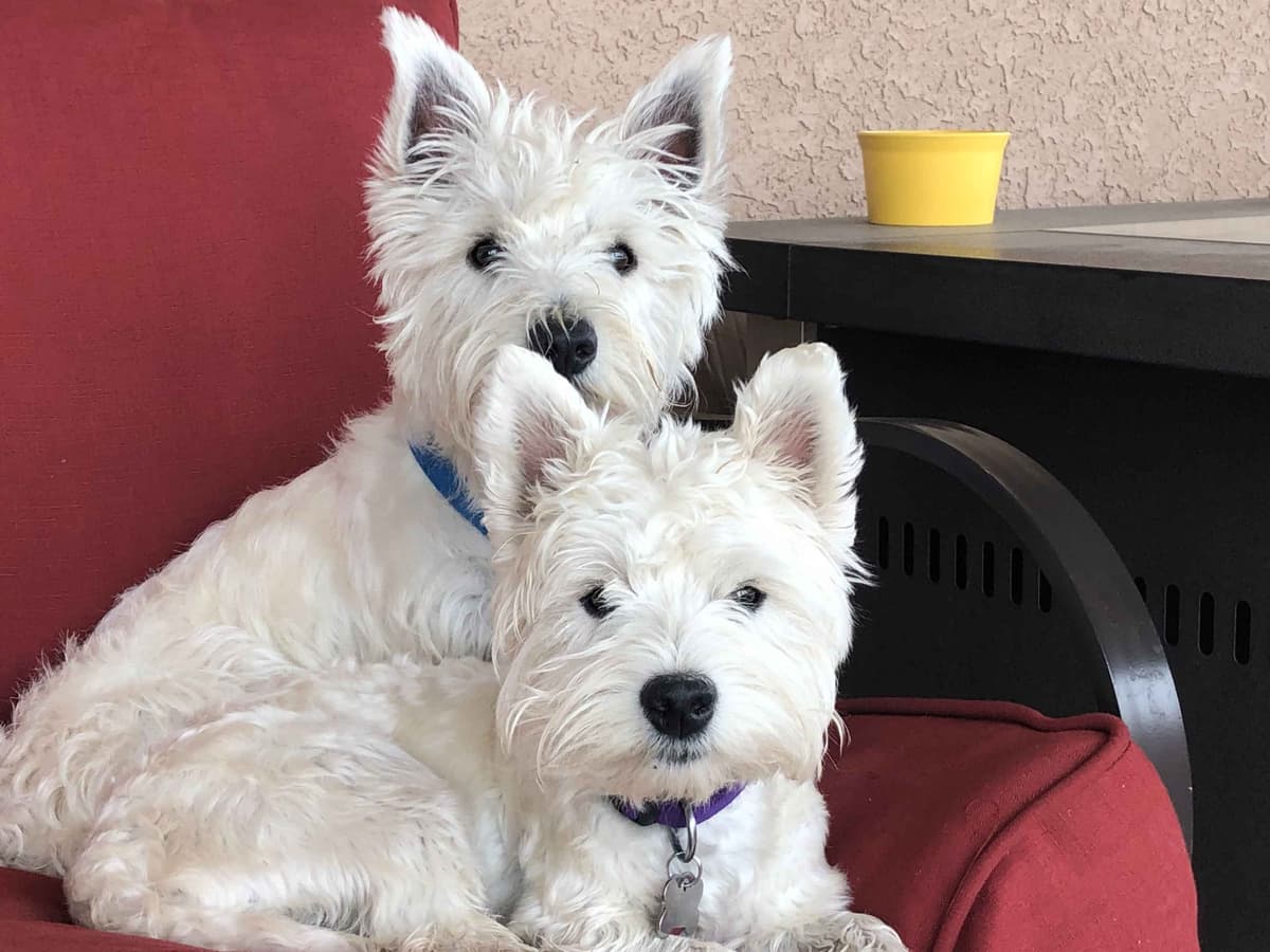 West Highland White Terrier Puppies breeder image 6
