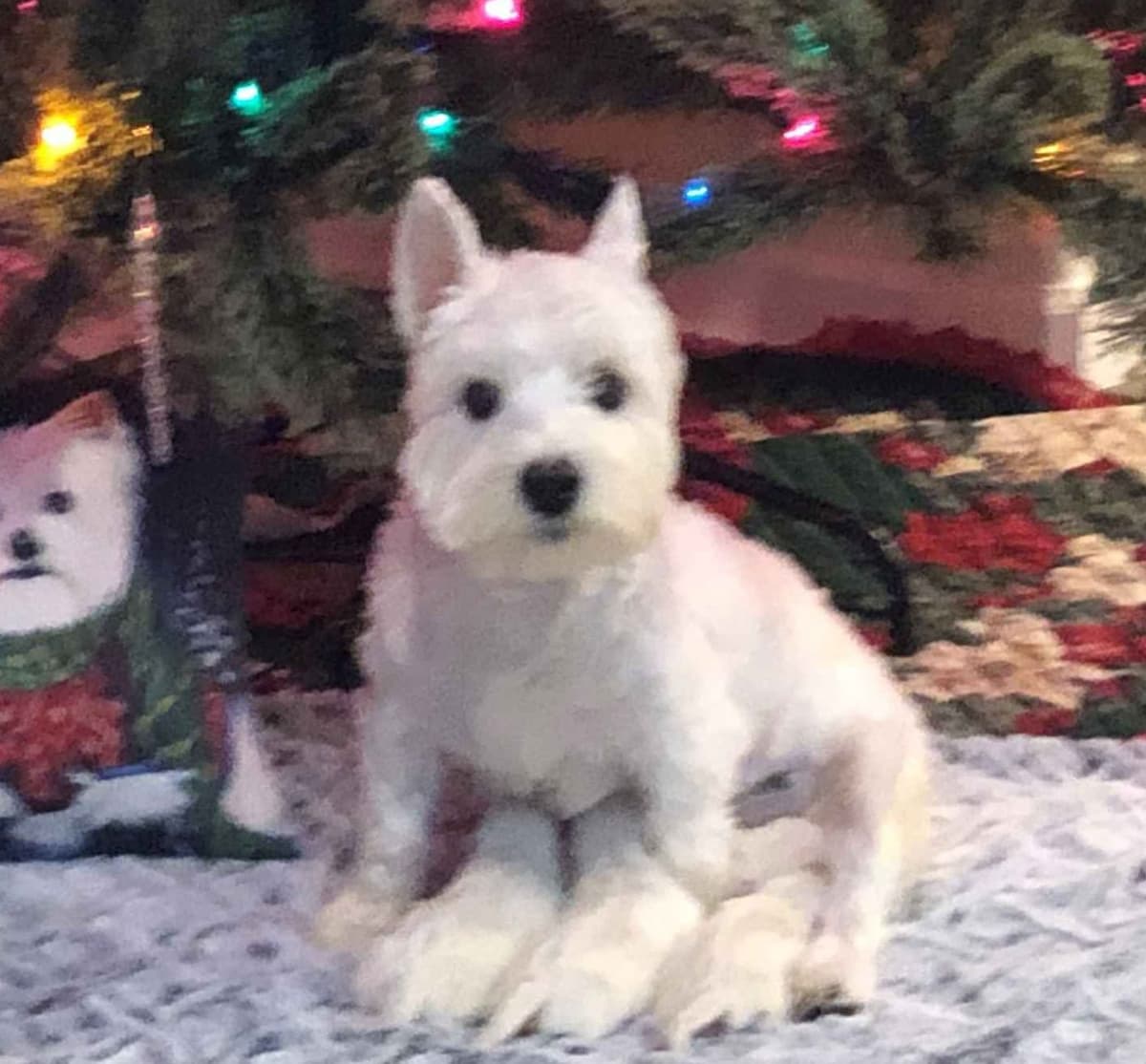 West Highland White Terrier Puppies breeder image 1