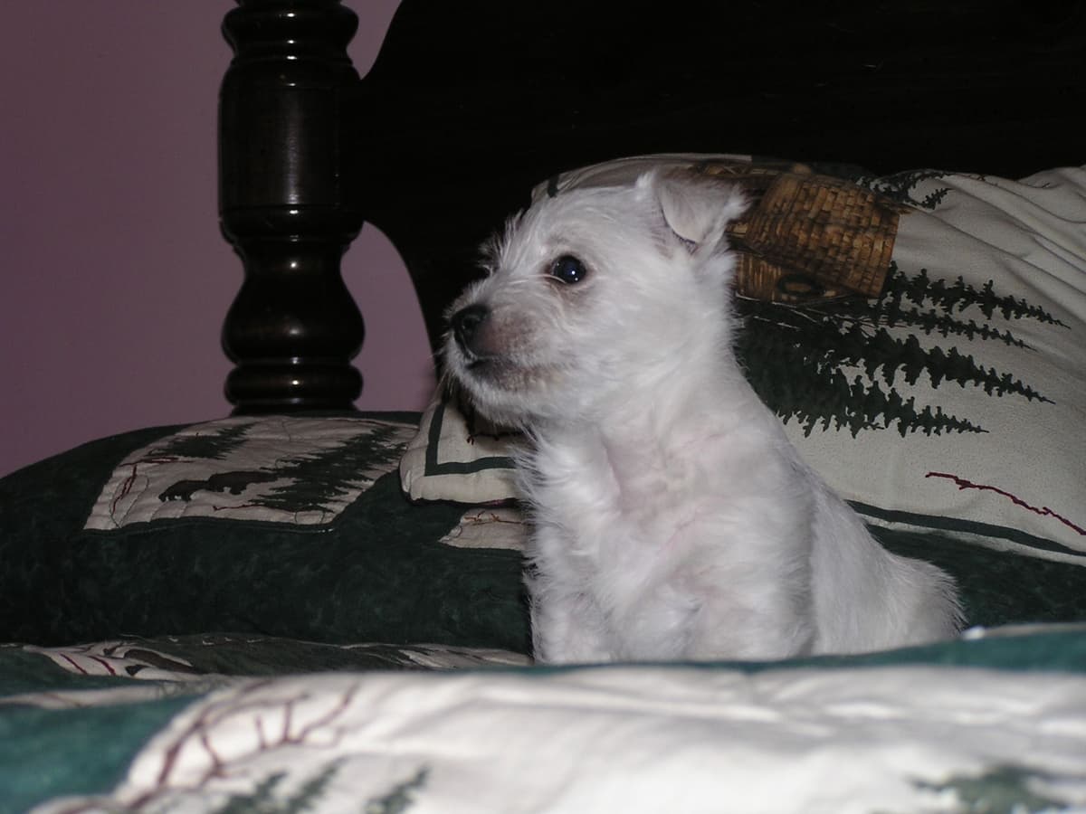 West Highland White Terrier Puppies breeder image 2